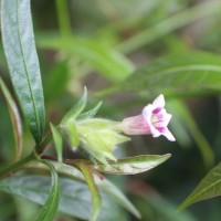 Strobilanthes glaucescens Nees